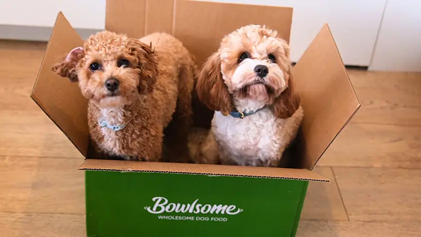 two dogs sit in bowlsome box and look at camera