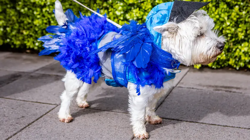 Best dressed dog -dog wears blue fairy costume