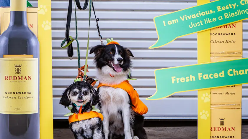 two dogs stare at camera for an interactive dog experience
