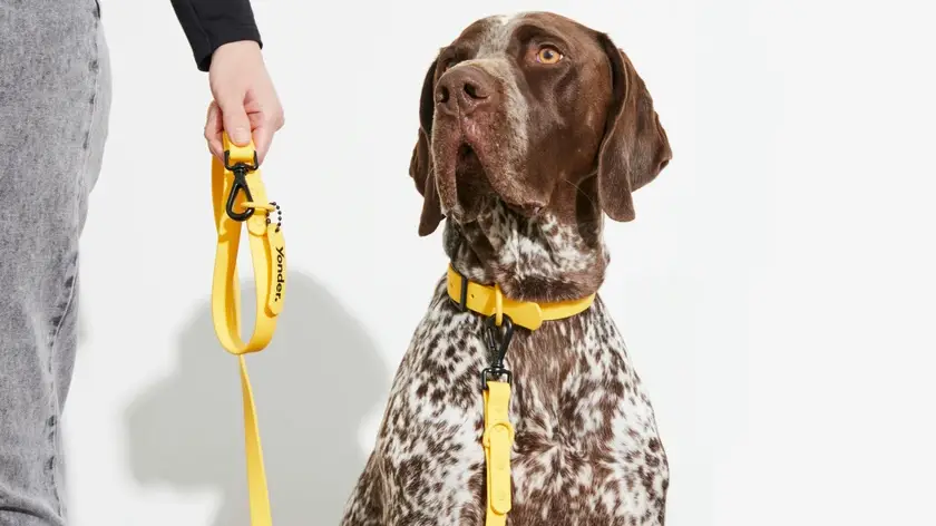 yonder German Shorthaired Pointer with lead