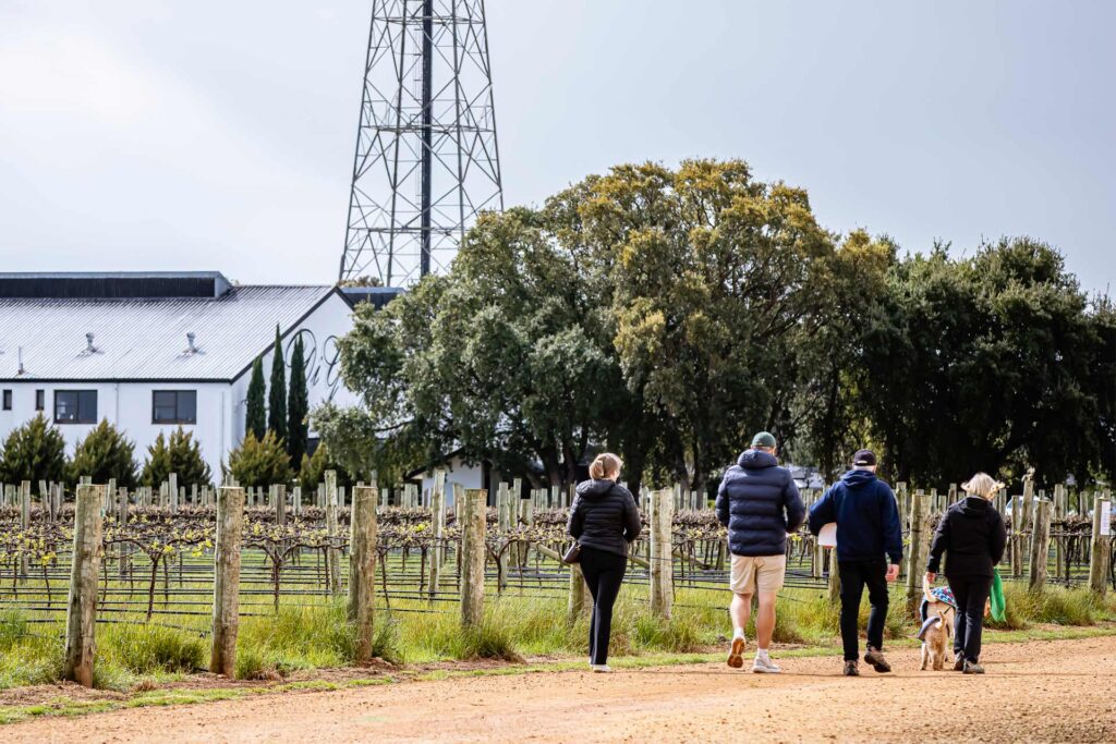 people and their dogs walk on trail along vineyards