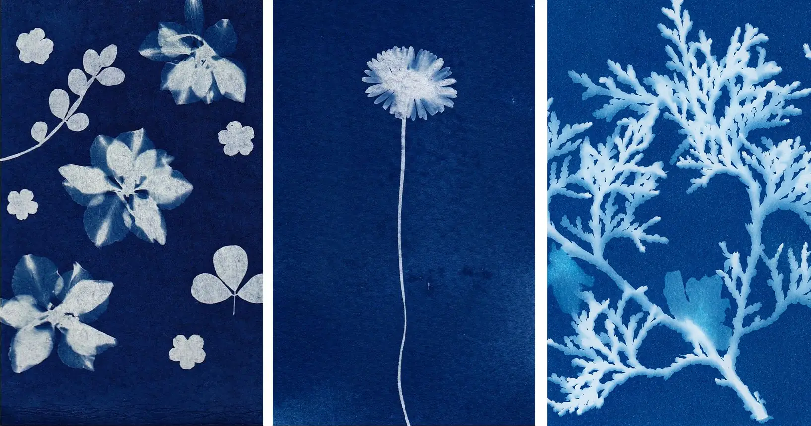 Blue Cyanotype examples