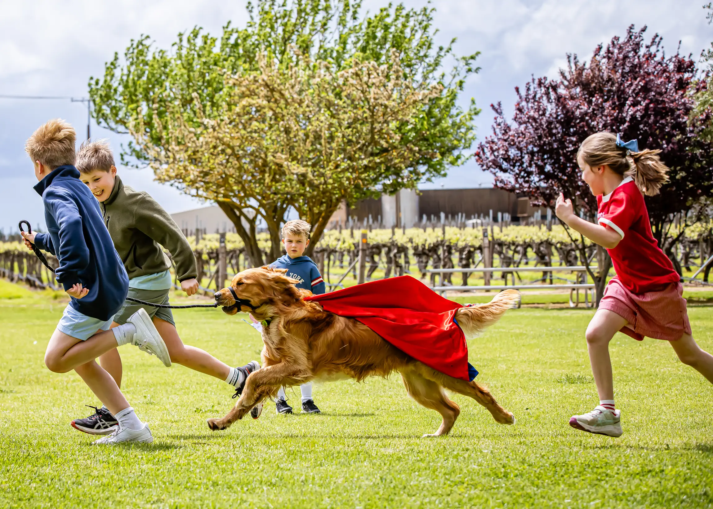 kids run with dogs in coonawarra
