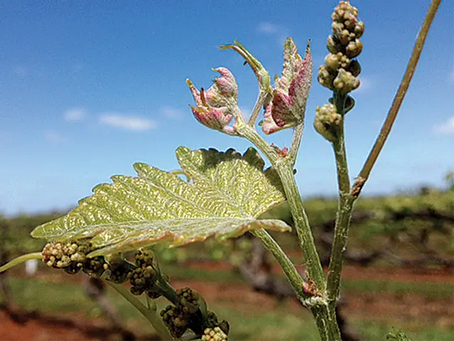 vine bud burst