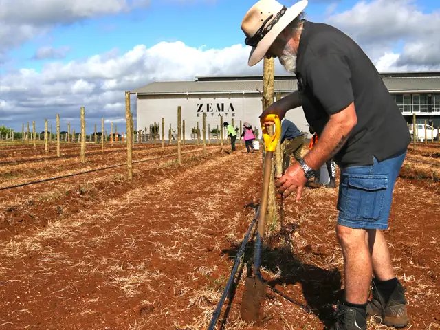 Zema Vineyard Redevelopment