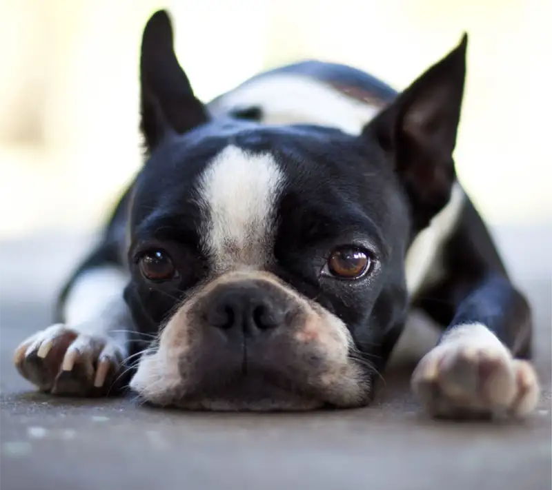 sad dog looks at camera